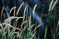 Flowering grass